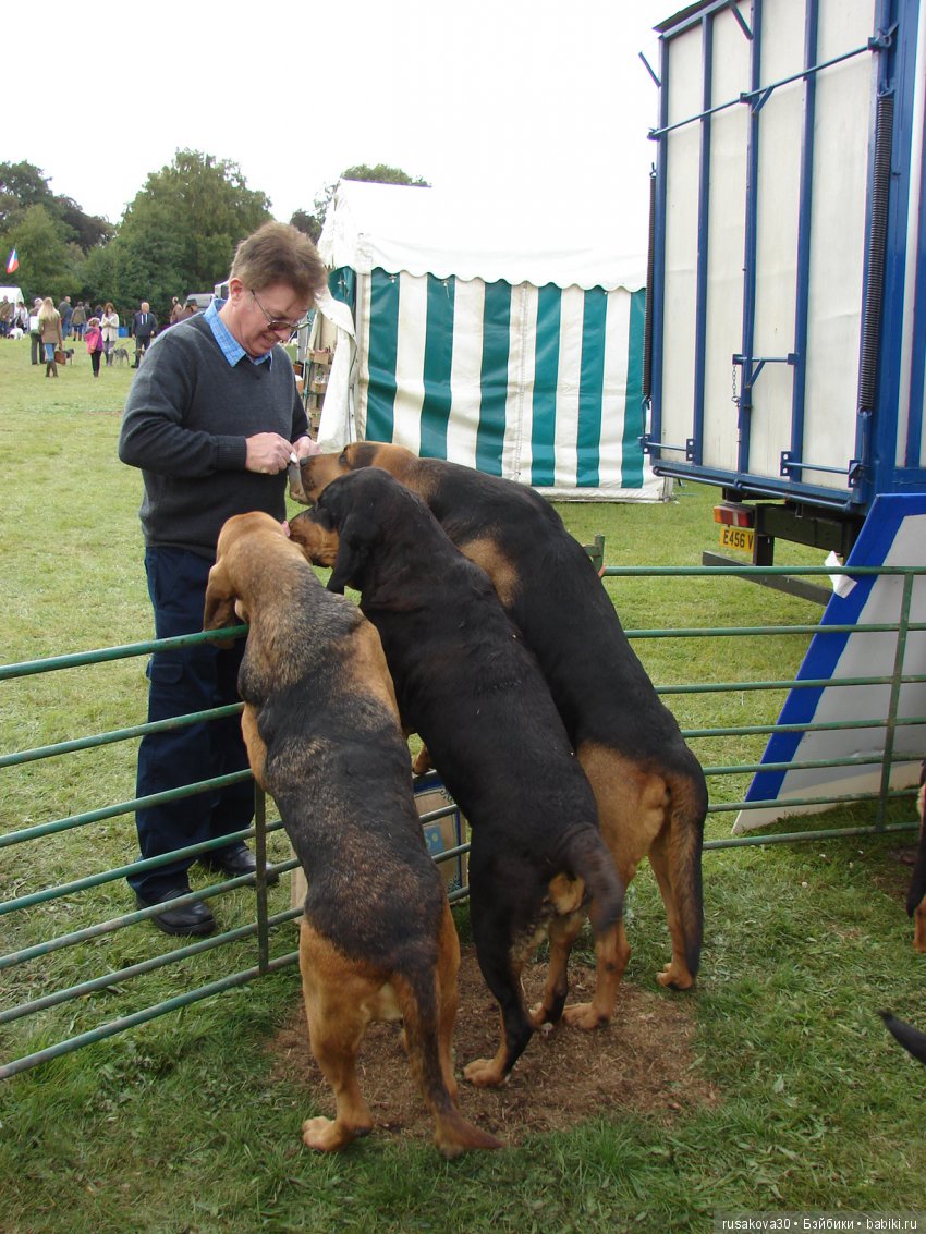 Как Машки на выставку животных ходили (фото 3)