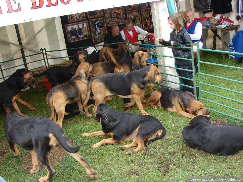 Как Машки на выставку животных ходили (фото 2)