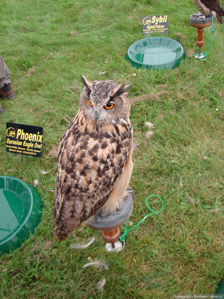 Как Машки на выставку животных ходили