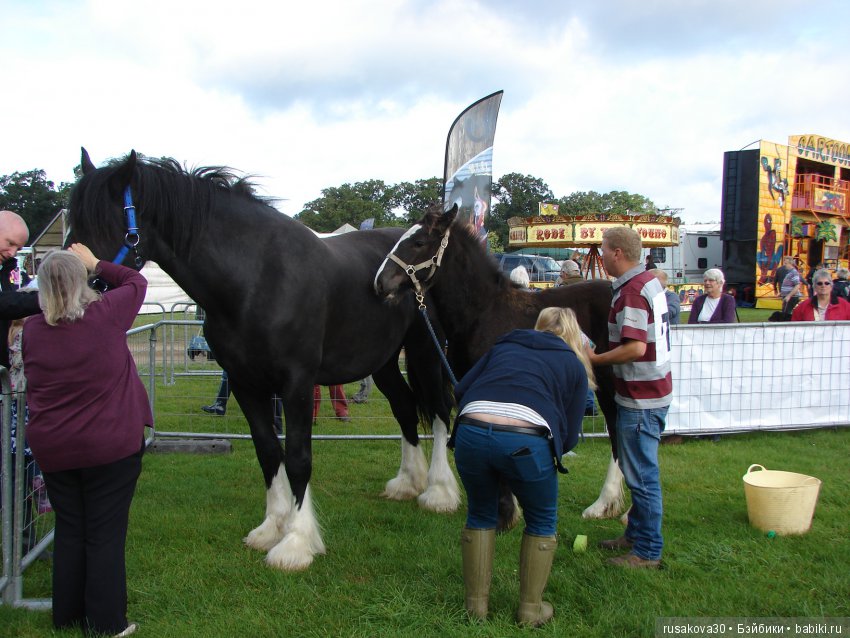 Как Машки на выставку животных ходили