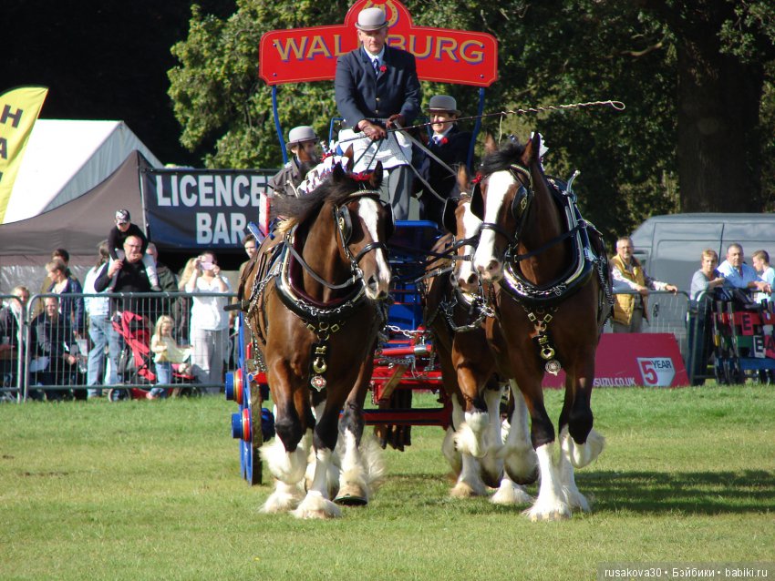 Как Машки на выставку животных ходили