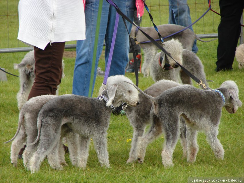 Как Машки на выставку животных ходили