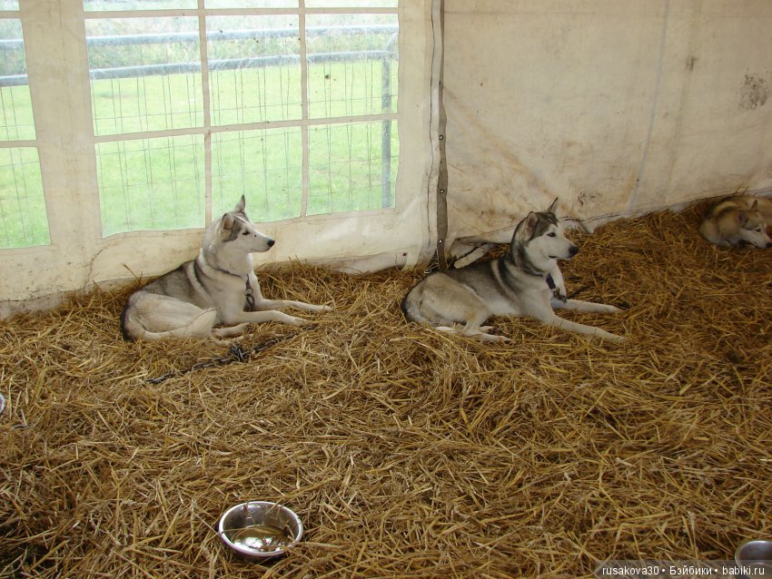 Как Машки на выставку животных ходили