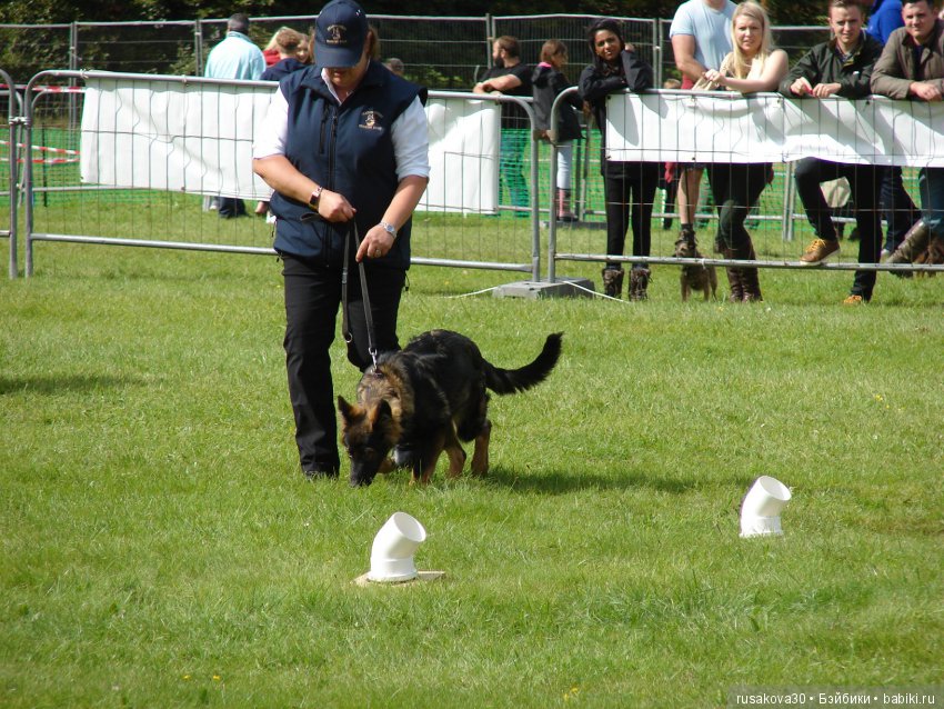 Как Машки на выставку животных ходили