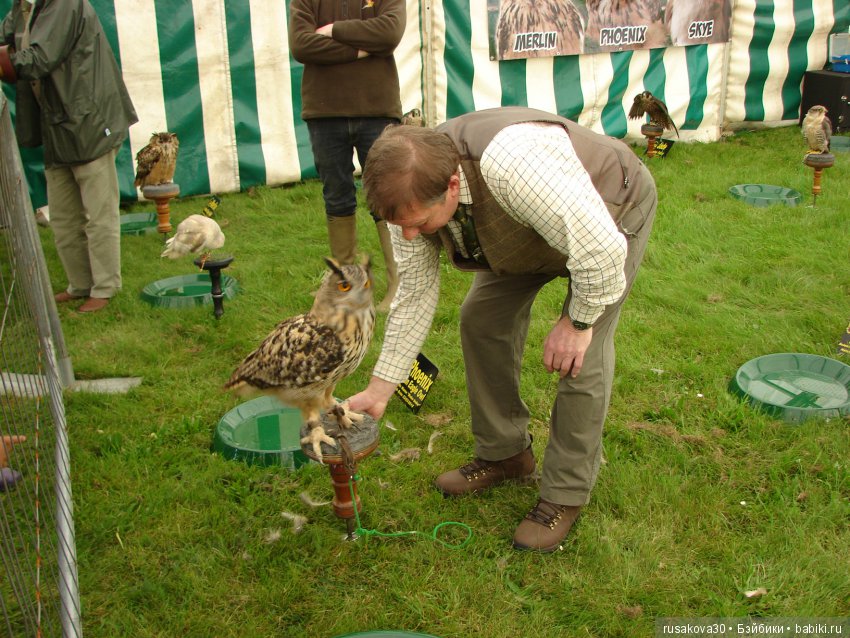 Как Машки на выставку животных ходили