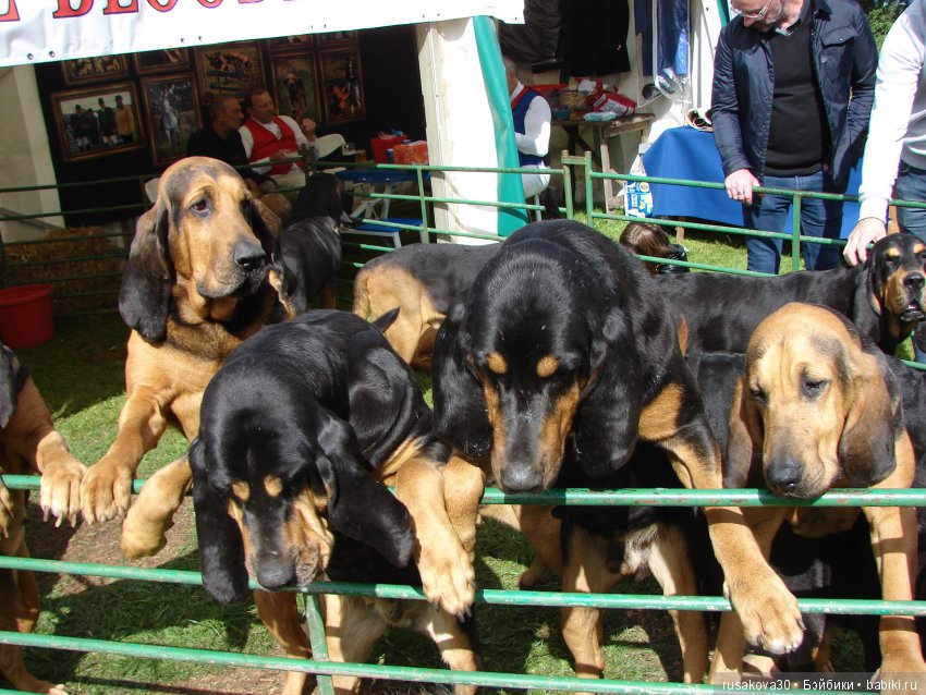 Как Машки на выставку животных ходили
