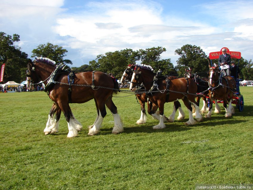 Как Машки на выставку животных ходили