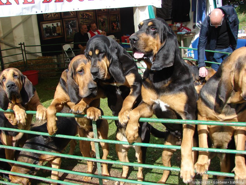 Как Машки на выставку животных ходили (фото 5)