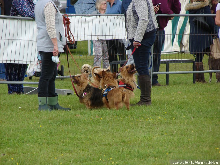 Как Машки на выставку животных ходили