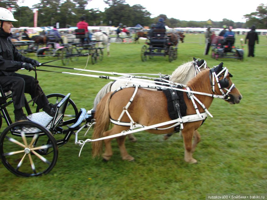 Как Машки на выставку животных ходили