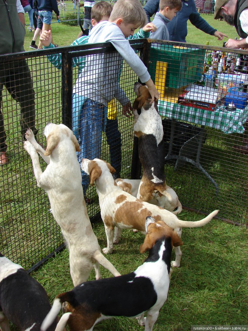 Как Машки на выставку животных ходили (фото 8)