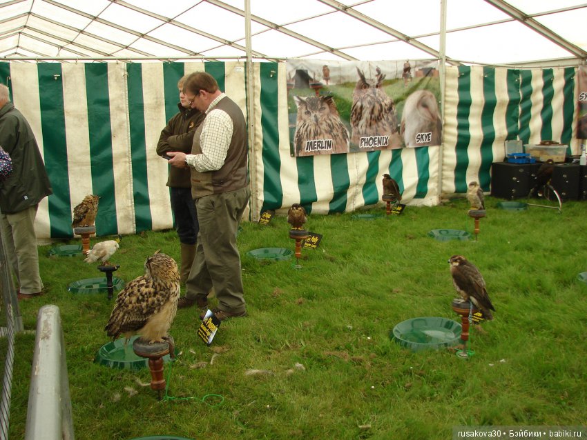 Как Машки на выставку животных ходили