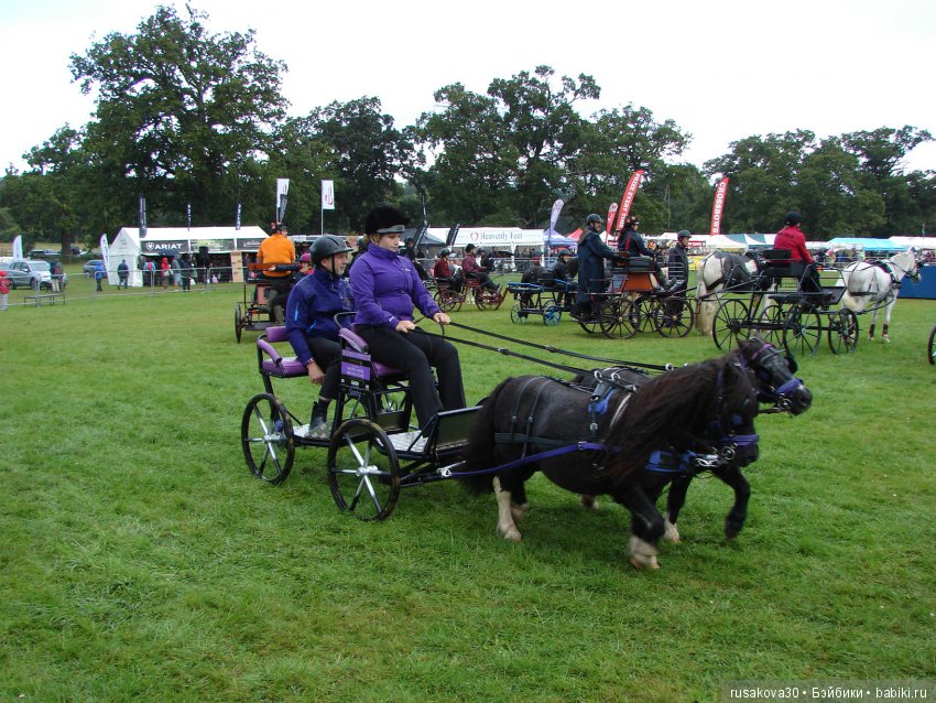 Как Машки на выставку животных ходили