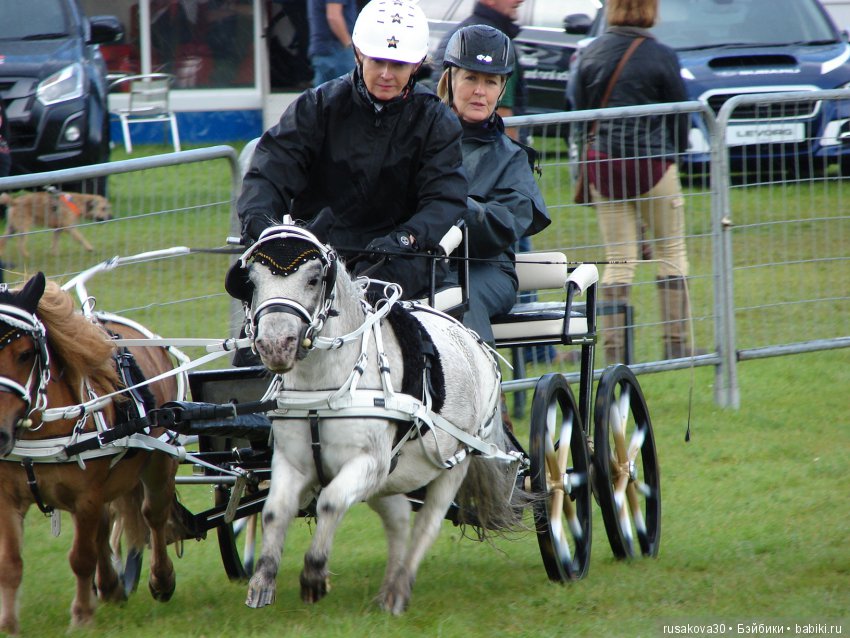 Как Машки на выставку животных ходили