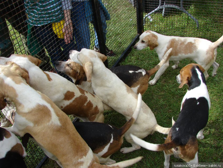 Как Машки на выставку животных ходили (фото 9)