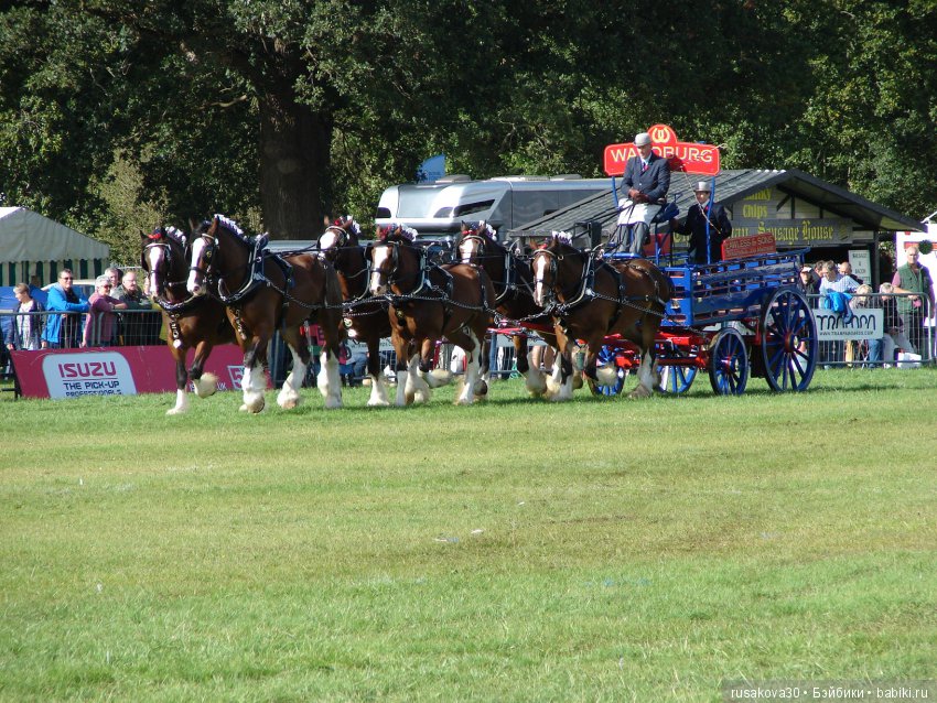 Как Машки на выставку животных ходили