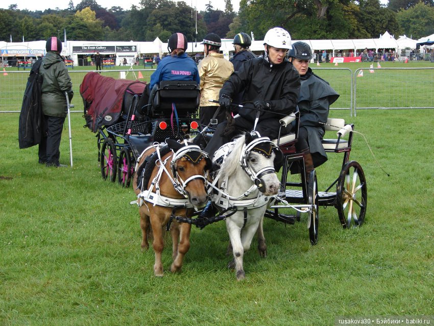 Как Машки на выставку животных ходили