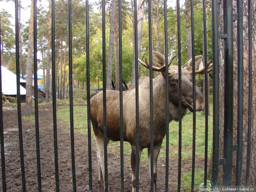 Как новенькая Машка побывала в зоопарке