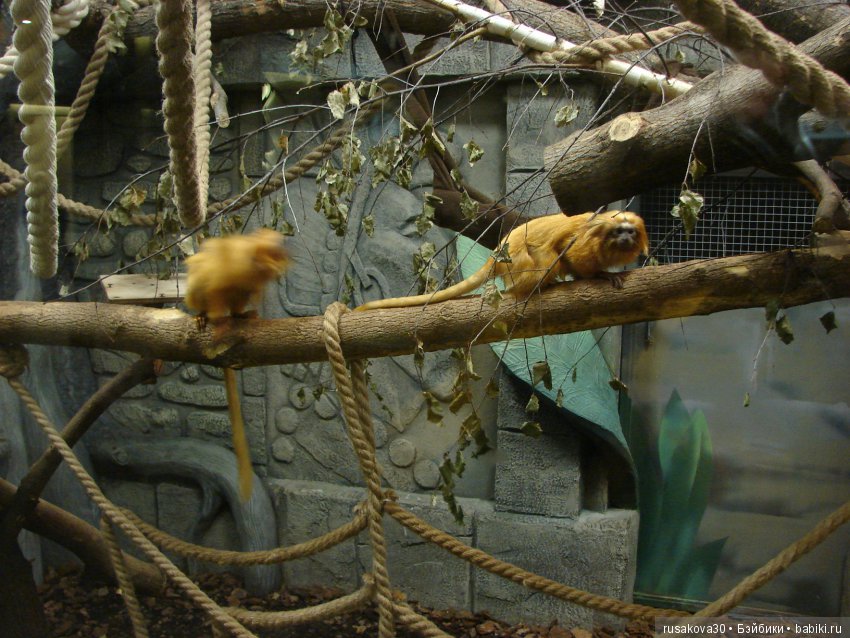 Как новенькая Машка побывала в зоопарке