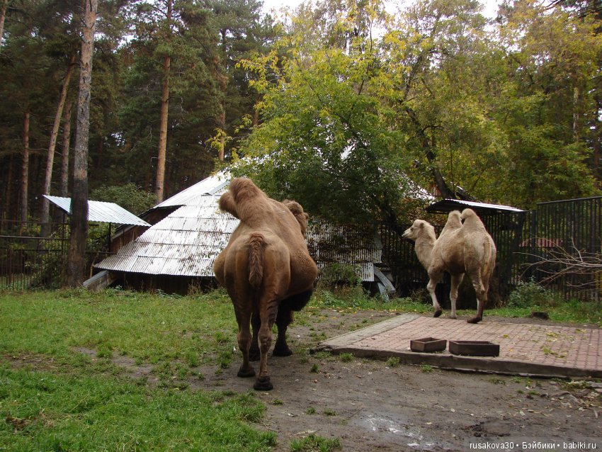 Как новенькая Машка побывала в зоопарке