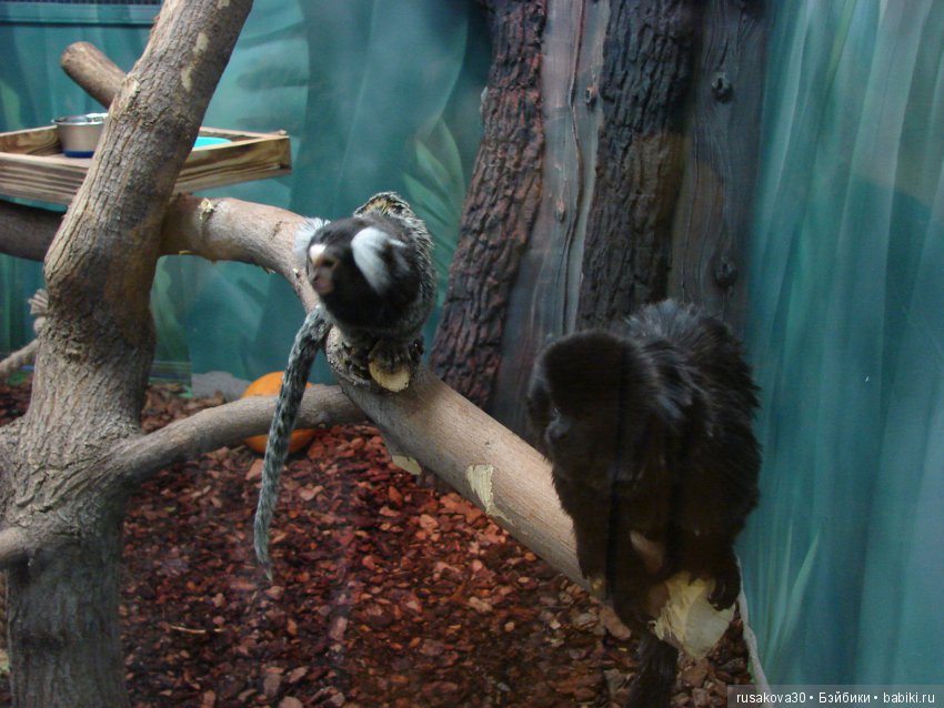 Как новенькая Машка побывала в зоопарке