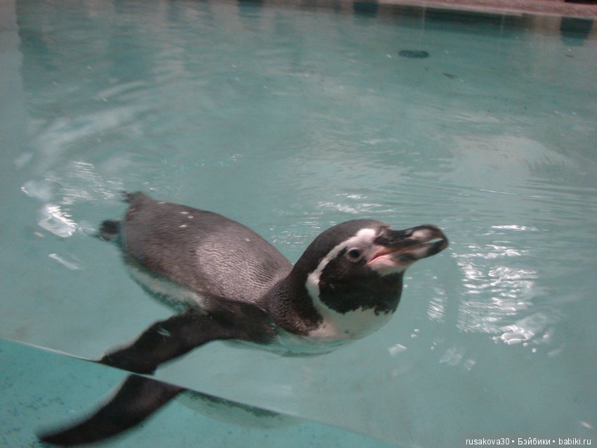 Как новенькая Машка побывала в зоопарке