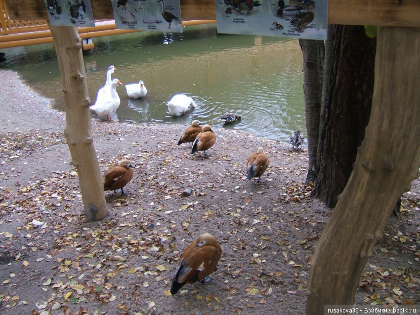 Как новенькая Машка побывала в зоопарке