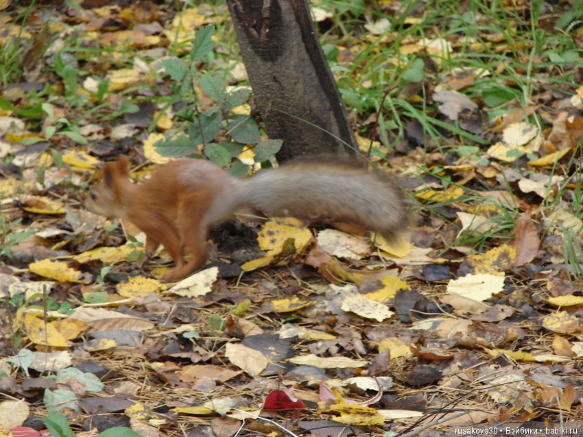 Как новенькая Машка побывала в зоопарке