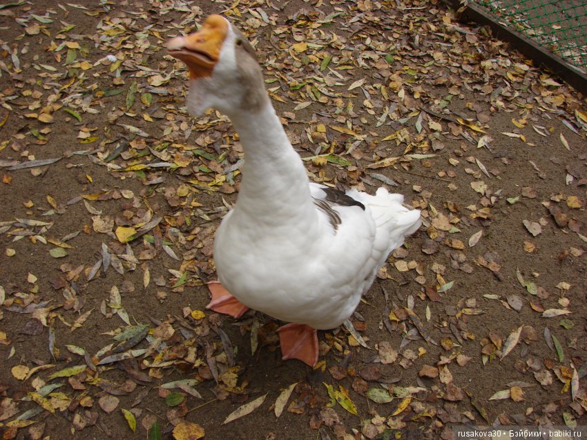 Как новенькая Машка побывала в зоопарке