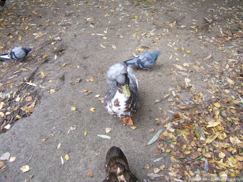 Как новенькая Машка побывала в зоопарке