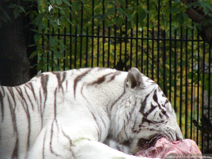 Как новенькая Машка побывала в зоопарке