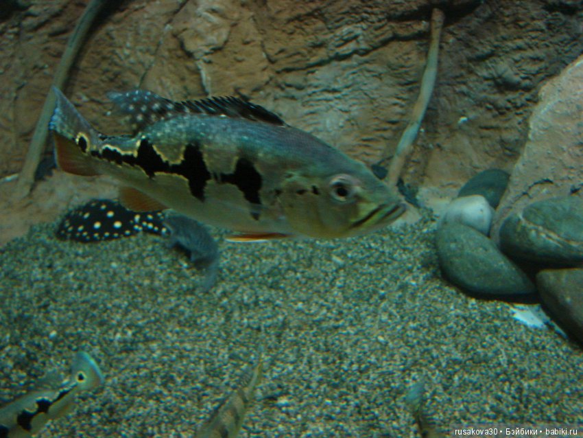 Как новенькая Машка побывала в зоопарке