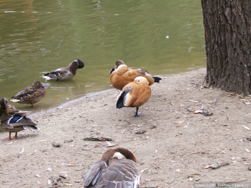Как новенькая Машка побывала в зоопарке