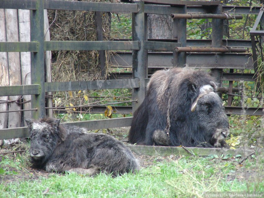 Как новенькая Машка побывала в зоопарке