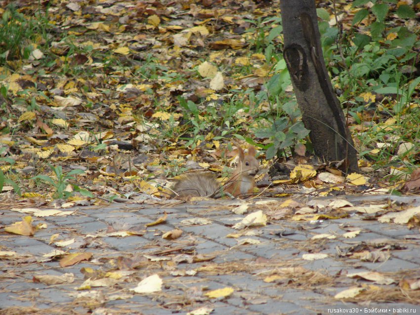 Как новенькая Машка побывала в зоопарке