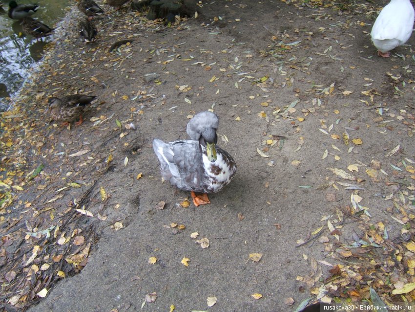 Как новенькая Машка побывала в зоопарке