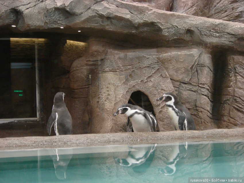 Как новенькая Машка побывала в зоопарке