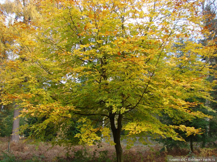 Милые глазастики — Фарфоровые куклы разных брендов (Разное): редкие