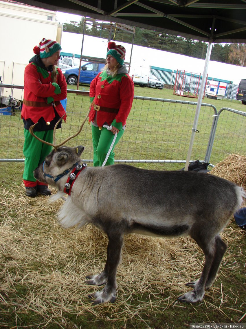 Как Людвиг на Рождественскую ярмарку ездил (фото 9)