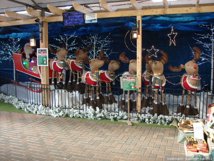 Мишка,Мишка....елка,елка — Туризм и путешествия: фотоотчеты из поездок