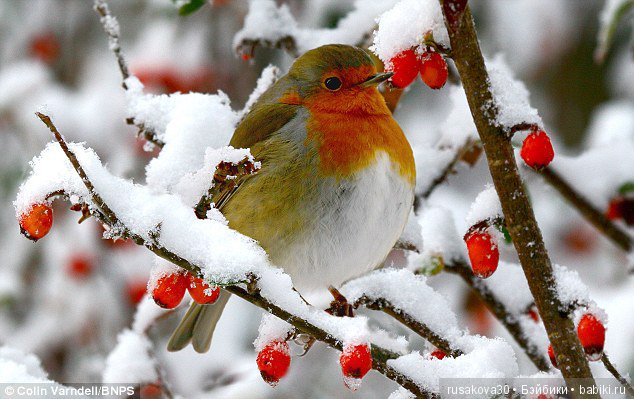 Что такое Новый год — Новый год и Рождество: праздничные фото кукол (фото 3)