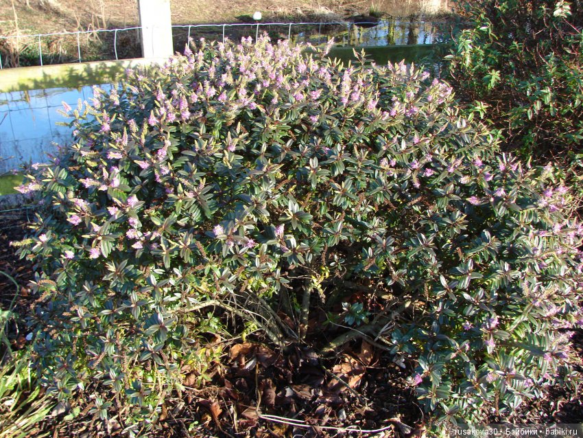 Как Людвиг наше Рождество отмечал