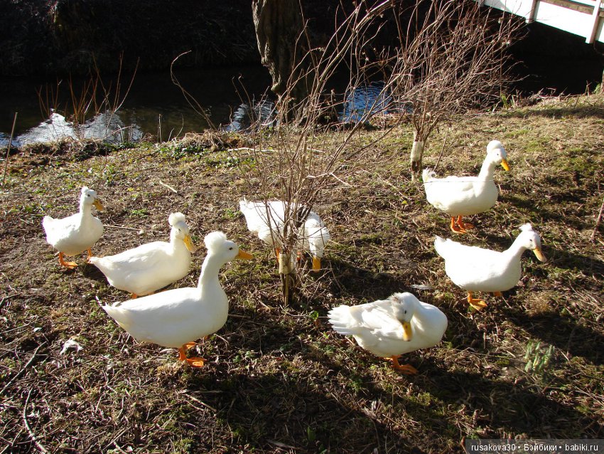 Как Людвиг наше Рождество отмечал
