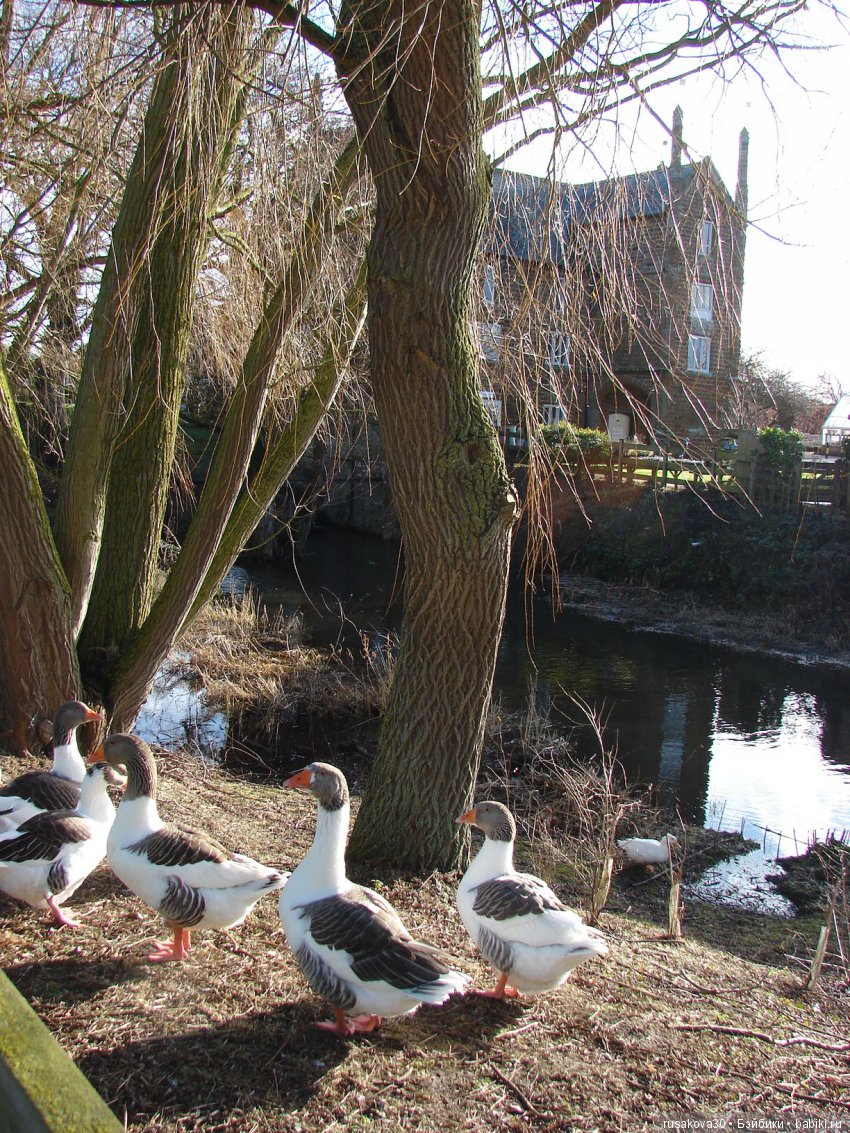 Как Людвиг наше Рождество отмечал