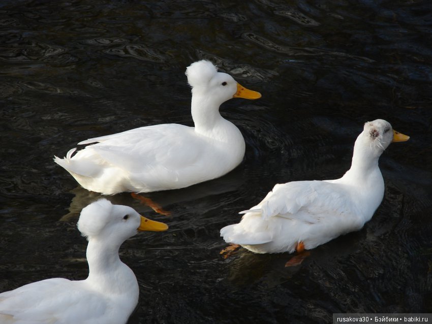 Как Людвиг наше Рождество отмечал
