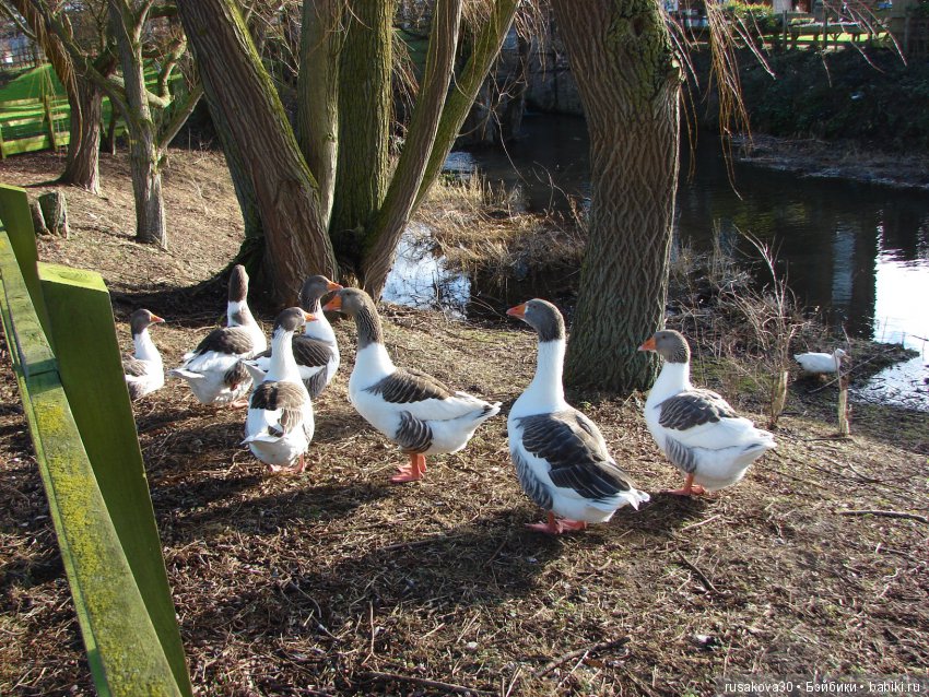 Как Людвиг наше Рождество отмечал