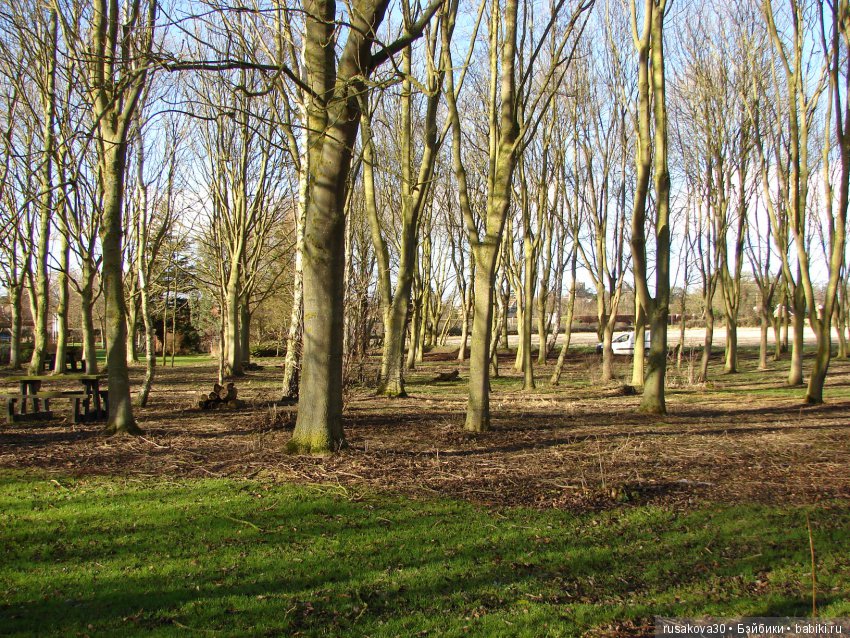 Как Людвиг наше Рождество отмечал