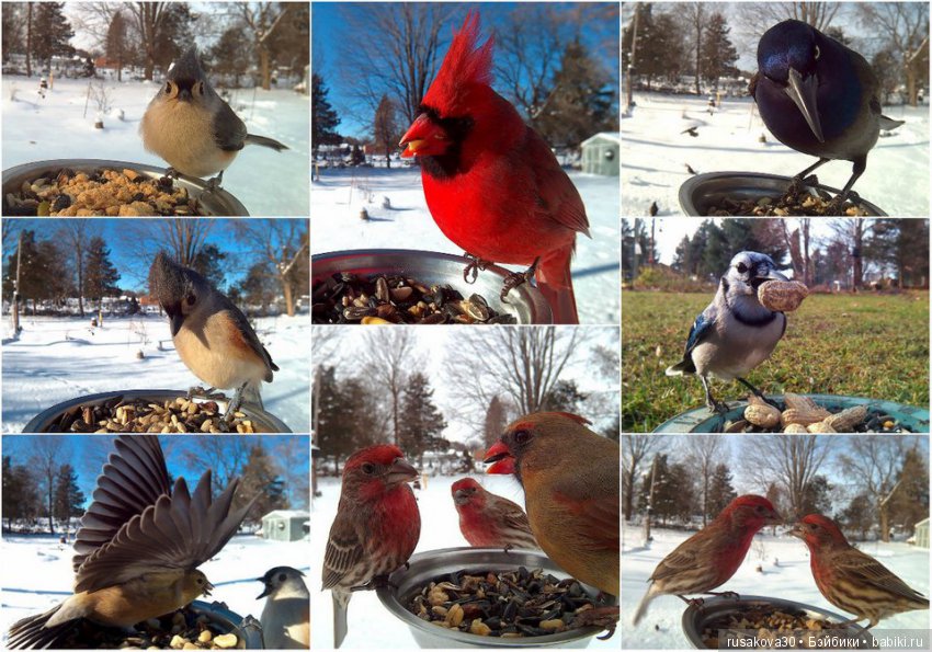 Покормите птиц зимой — Домашние фото авторских игрушек: Тедди