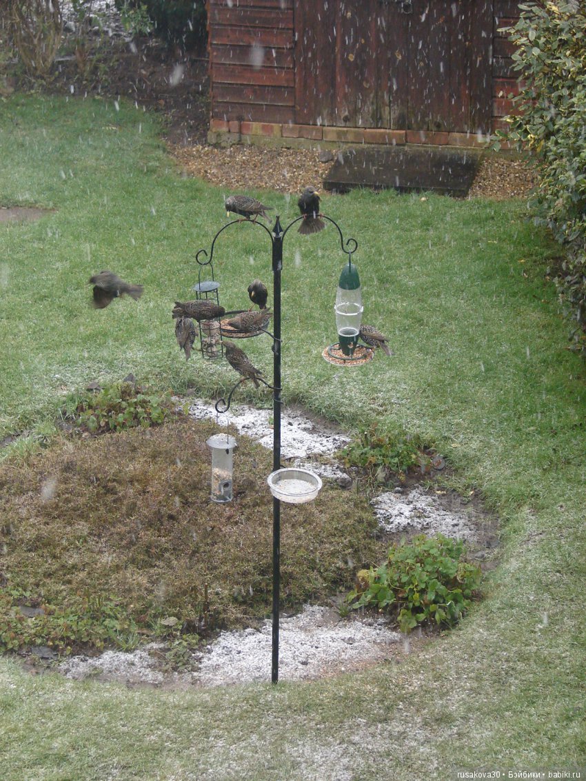 Покормите птиц зимой — Домашние фото авторских игрушек: Тедди