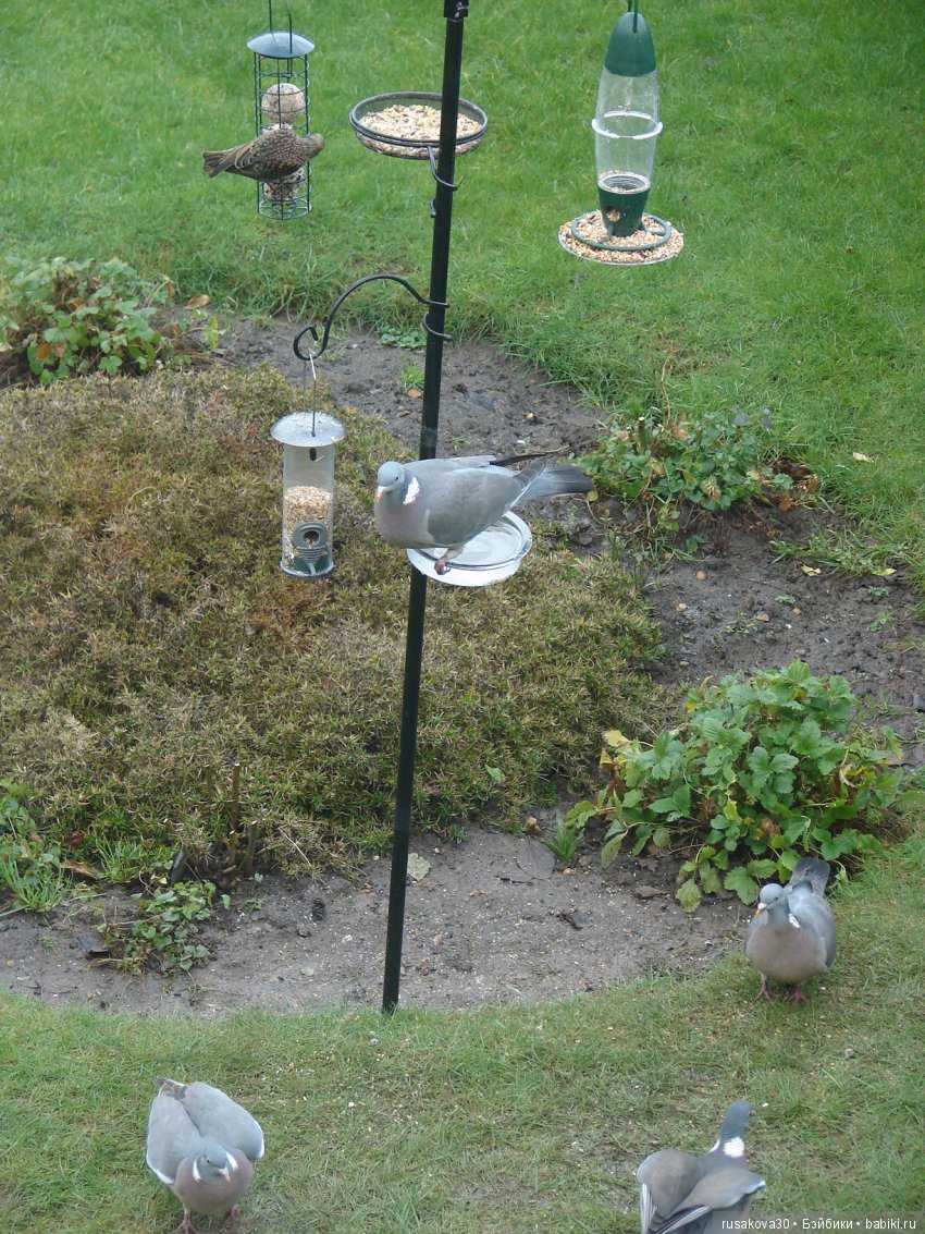 Покормите птиц зимой — Домашние фото авторских игрушек: Тедди